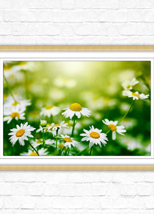 Wild Daisies. Framed floral picture with choice of frame colours