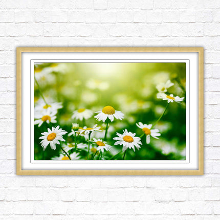 Wild Daisies. Framed floral picture with choice of frame colours