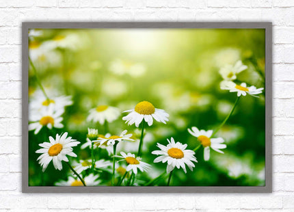 Wild Daisies. Framed floral picture with choice of frame colours
