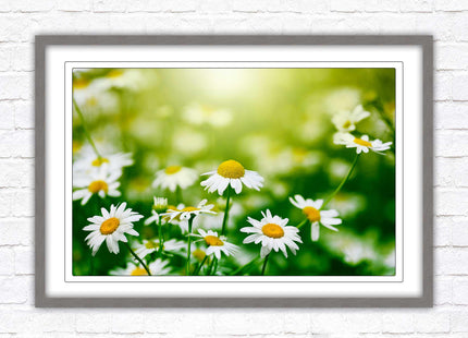 Wild Daisies. Framed floral picture with choice of frame colours