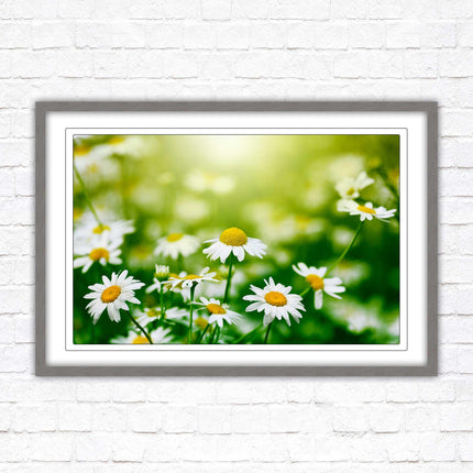 Wild Daisies. Framed floral picture with choice of frame colours