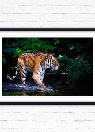 Tiger picture framed picture wild ready to hand choice of frames wall art home
