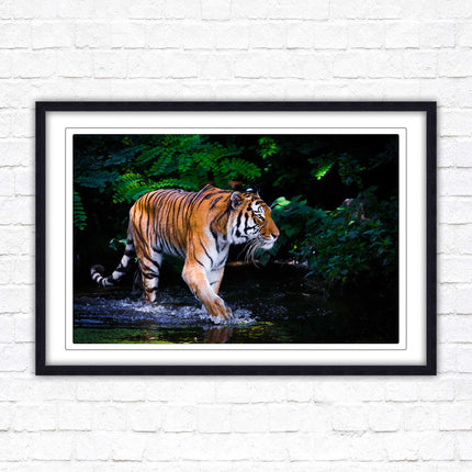 Tiger picture framed picture wild ready to hand choice of frames wall art home