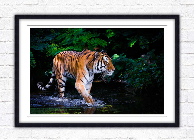 Tiger picture framed picture wild ready to hand choice of frames wall art home