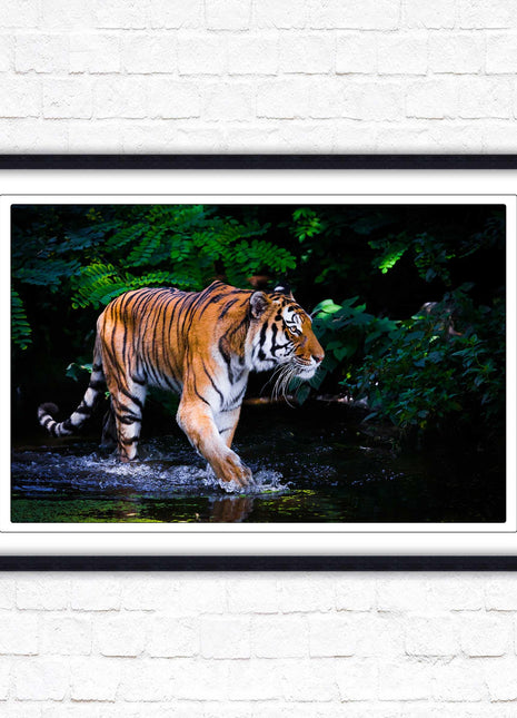 Tiger picture framed picture wild ready to hand choice of frames wall art home