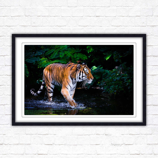 Tiger picture framed picture wild ready to hand choice of frames wall art home