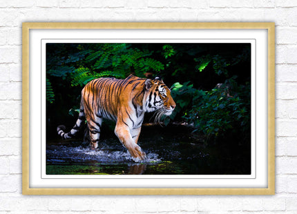 Tiger picture framed picture wild ready to hand choice of frames wall art home