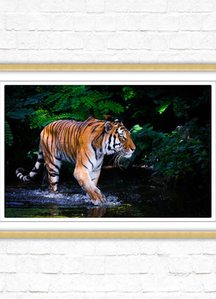 Tiger picture framed picture wild ready to hand choice of frames wall art home