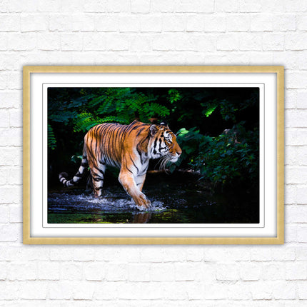 Tiger picture framed picture wild ready to hand choice of frames wall art home