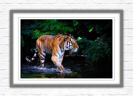 Tiger picture framed picture wild ready to hand choice of frames wall art home