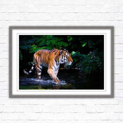 Tiger picture framed picture wild ready to hand choice of frames wall art home