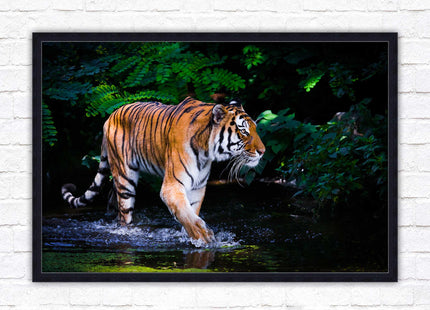 Tiger picture framed picture wild ready to hand choice of frames wall art home