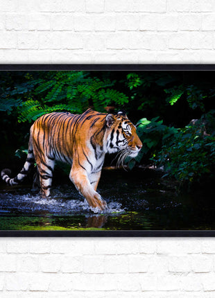 Tiger picture framed picture wild ready to hand choice of frames wall art home