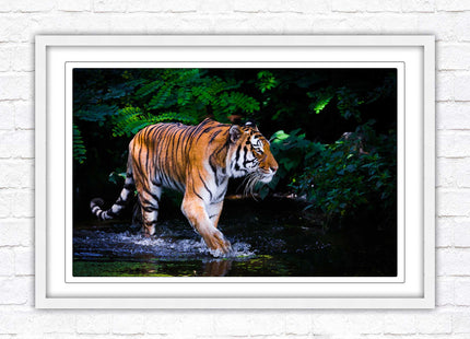 Tiger picture framed picture wild ready to hand choice of frames wall art home