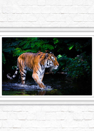 Tiger picture framed picture wild ready to hand choice of frames wall art home