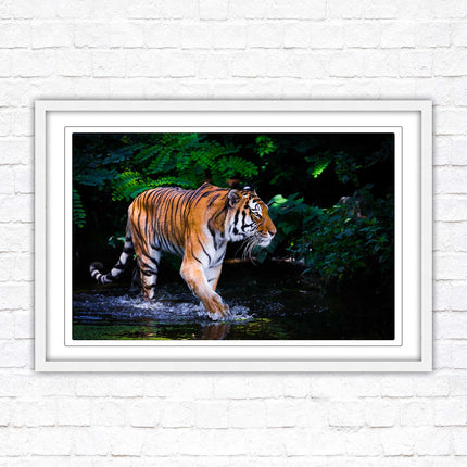 Tiger picture framed picture wild ready to hand choice of frames wall art home