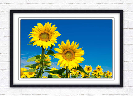 Sunflowers in the summer sunshine. Framed picture with choice of frame colours.