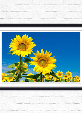 Sunflowers in the summer sunshine. Framed picture with choice of frame colours.