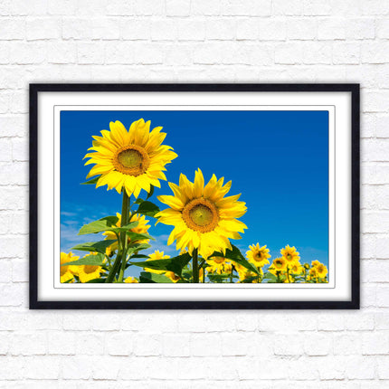 Sunflowers in the summer sunshine. Framed picture with choice of frame colours.