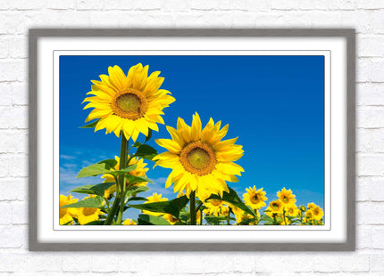 Sunflowers in the summer sunshine. Framed picture with choice of frame colours.