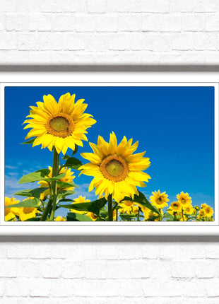 Sunflowers in the summer sunshine. Framed picture with choice of frame colours.
