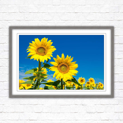 Sunflowers in the summer sunshine. Framed picture with choice of frame colours.