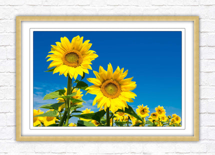 Sunflowers in the summer sunshine. Framed picture with choice of frame colours.