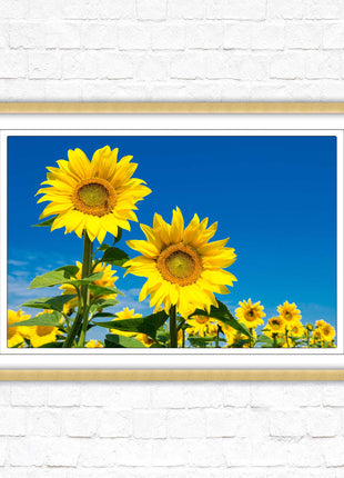 Sunflowers in the summer sunshine. Framed picture with choice of frame colours.