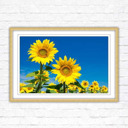 Sunflowers in the summer sunshine. Framed picture with choice of frame colours.
