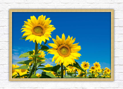 Sunflowers in the summer sunshine. Framed picture with choice of frame colours.