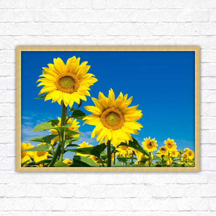 Sunflowers in the summer sunshine. Framed picture with choice of frame colours.