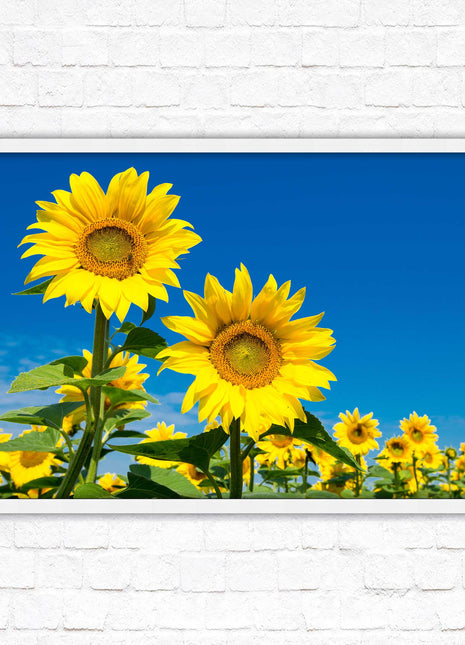 Sunflowers in the summer sunshine. Framed picture with choice of frame colours.