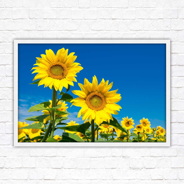 Sunflowers in the summer sunshine. Framed picture with choice of frame colours.