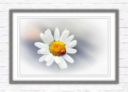 Ladybird resting on a Daisy flower. Framed floral picture with choice of frame colours