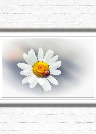 Ladybird resting on a Daisy flower. Framed floral picture with choice of frame colours