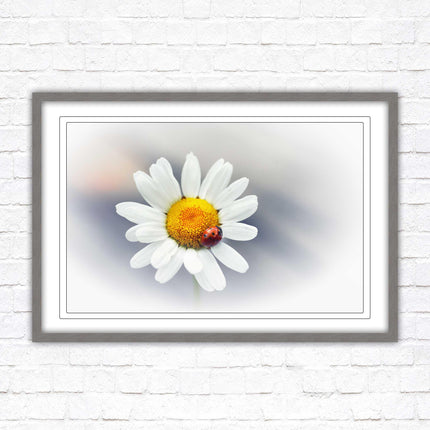 Ladybird resting on a Daisy flower. Framed floral picture with choice of frame colours