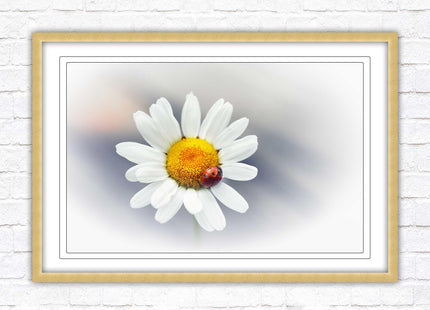 Ladybird resting on a Daisy flower. Framed floral picture with choice of frame colours