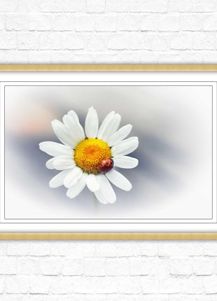 Ladybird resting on a Daisy flower. Framed floral picture with choice of frame colours