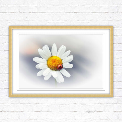 Ladybird resting on a Daisy flower. Framed floral picture with choice of frame colours