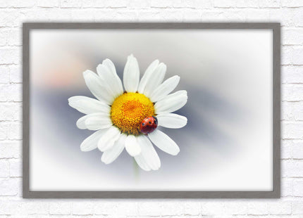 Ladybird resting on a Daisy flower. Framed floral picture with choice of frame colours