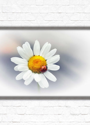 Ladybird resting on a Daisy flower. Framed floral picture with choice of frame colours