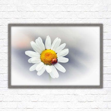 Ladybird resting on a Daisy flower. Framed floral picture with choice of frame colours
