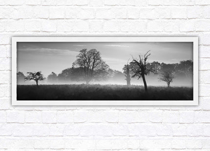 Countryside scenery of a Misty Forest in black and white. Framed picture in a choice of frame colours.