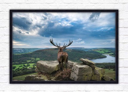 Majestic Stag overlooking the countryside. Framed picture with choice of frame colours and options.