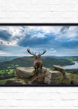 Majestic Stag overlooking the countryside. Framed picture with choice of frame colours and options.