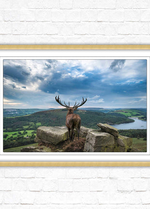 Majestic Stag overlooking the countryside. Framed picture with choice of frame colours and options.