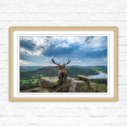 Majestic Stag overlooking the countryside. Framed picture with choice of frame colours and options.