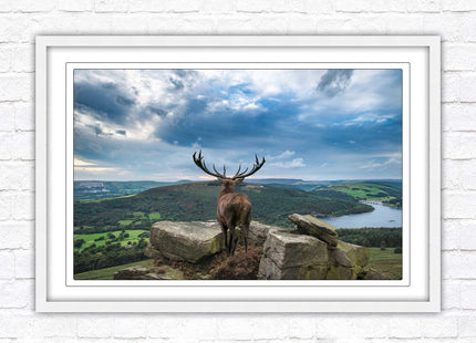 Majestic Stag overlooking the countryside. Framed picture with choice of frame colours and options.