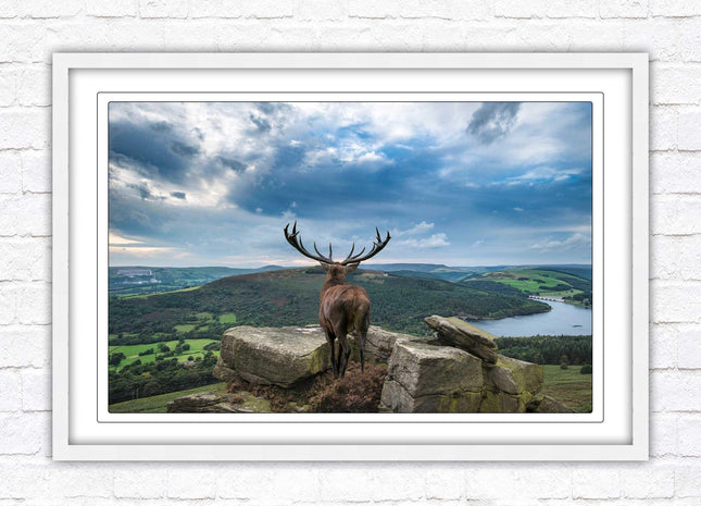 Majestic Stag overlooking the countryside. Framed picture with choice of frame colours and options.