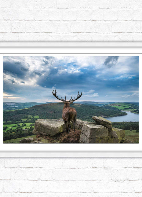 Majestic Stag overlooking the countryside. Framed picture with choice of frame colours and options.